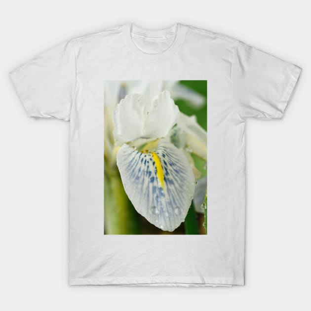 Iris  &#39;Polar Ice&#39;  Reticulata T-Shirt by chrisburrows